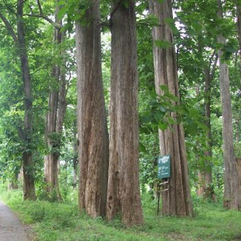 Teak-Forest-1